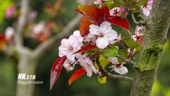 成都植物园（2）