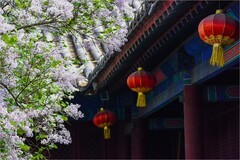 2026年第0237贴 - 北京法源寺丁香花纪实（0411）