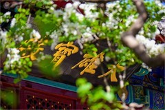 2026年第0237贴 - 北京法源寺丁香花纪实（0411）