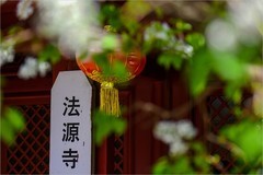 2026年第0237贴 - 北京法源寺丁香花纪实（0411）