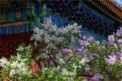 2026年第0238贴 - 北京法源寺丁香花纪实（0411）