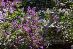 2026年第0238贴 - 北京法源寺丁香花纪实（0411）