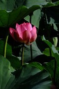 荷花 2026 — 11