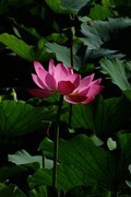 荷花 2026 — 11