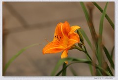萱草花【丙午年-217】