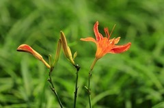 萱草花 (10)