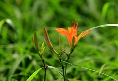 萱草花 (10)