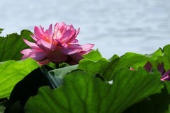 荷花 (15)