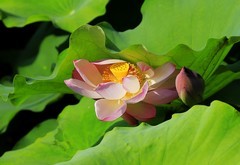 荷花 (15)