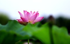 荷花 (15)