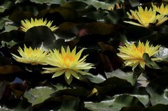 《睡莲花22》