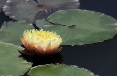 《睡莲花22》