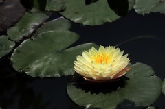 《睡莲花22》