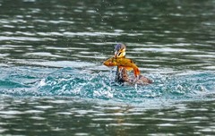 明湖鸬鹚（六）