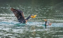 明湖鸬鹚（六）