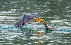 明湖鸬鹚（六）