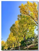 深秋（二十二 ）