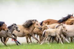 骏马驰骋（33）