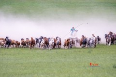 骏马驰骋（33）