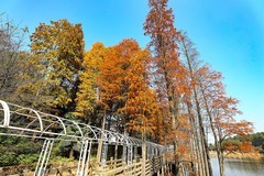 省森林植物园水彬林