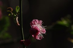 关东百花园（393）——红梅花（2026）