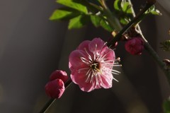 关东百花园（393）——红梅花（2026）