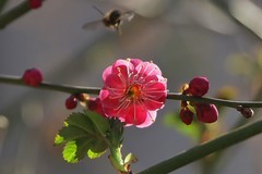 关东百花园（393）——红梅花（2026）