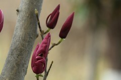 拍摄花卉一（988）