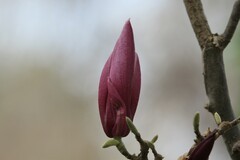 拍摄花卉一（988）