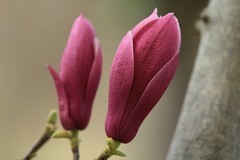 拍摄花卉一（988）