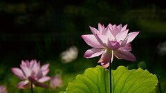 裕西公园拍荷花