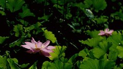 裕西公园拍荷花
