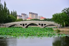 夏日里的镜湖公园小景