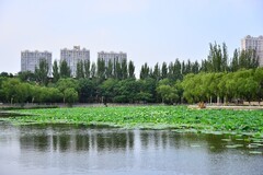 夏日里的镜湖公园小景