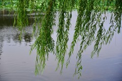 夏日里的镜湖公园小景