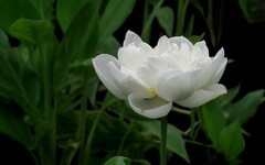 [26205] 江北绿地的白荷（3）