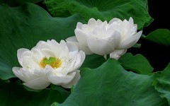 [26205] 江北绿地的白荷（3）