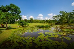 西双版纳热带植物园7