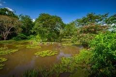西双版纳热带植物园8