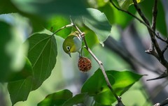 绣眼鸟（四十八）