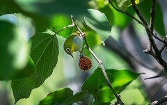 绣眼鸟（四十八）