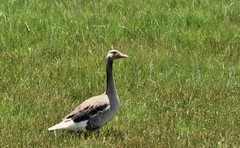 仲夏川北行——若尔盖花湖生态旅游区【1】