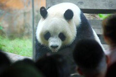 重庆市开放式动物园（五）