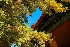 2025年第0764贴-中山公园秋纪实拍（1106）