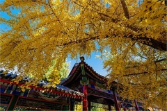 2025年第0764贴-中山公园秋纪实拍（1106）