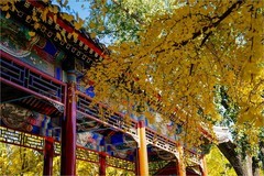 2025年第0764贴-中山公园秋纪实拍（1106）