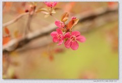 海棠花【丙午年-072】