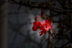 橘子洲拍海棠花