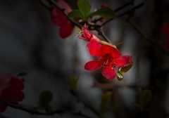 橘子洲拍海棠花