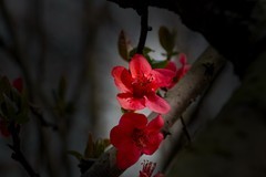 橘子洲拍海棠花